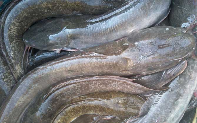 埃及塘鲺是什么鱼