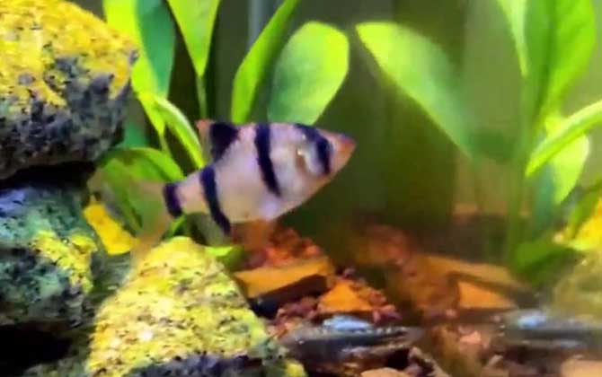 虎皮鱼需要加热棒吗