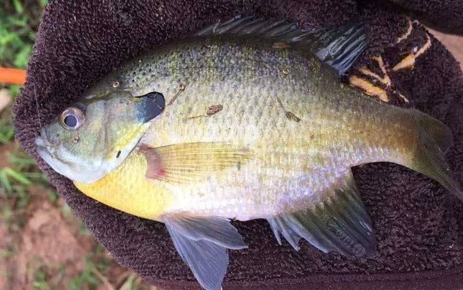 不小心摸到太阳鱼怎么办