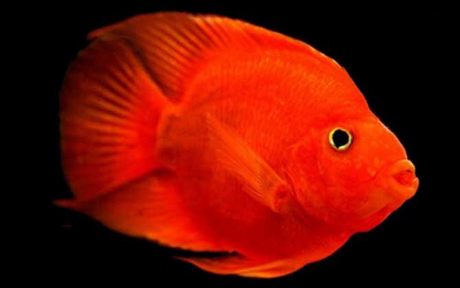 血鹦鹉怎么养才好