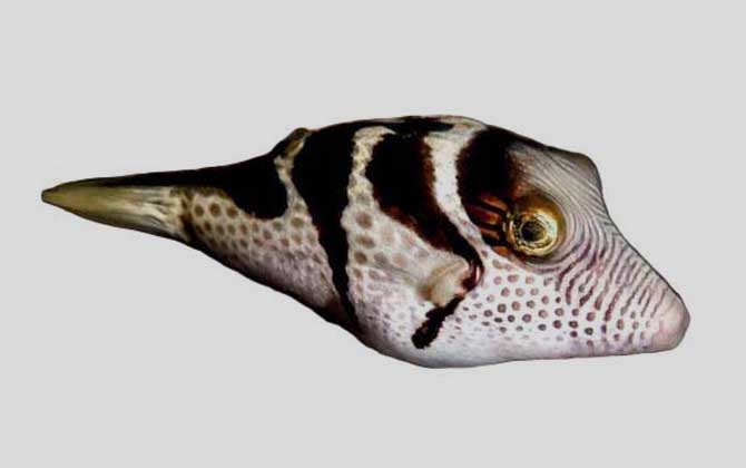 横带扁背鲀是什么鱼