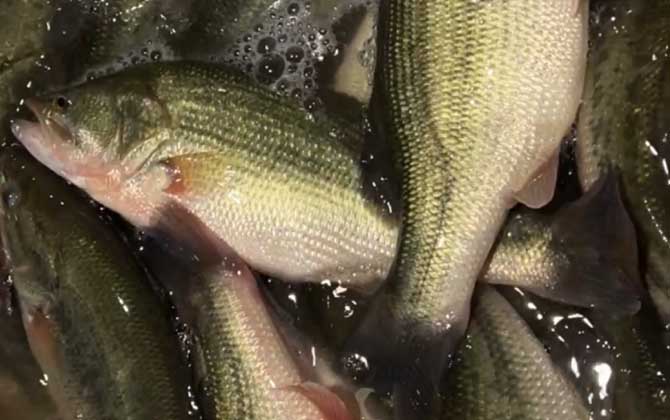 淡水鲈鱼吃蚯蚓吗