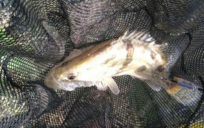 桃花流水鳜鱼肥的上一句是什么