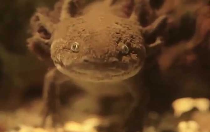 六角恐龙吃什么食物