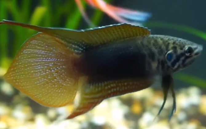 斗鱼水温多少度合适