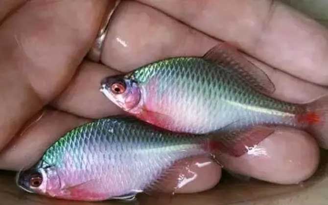 鳑鲏怎么养发色快