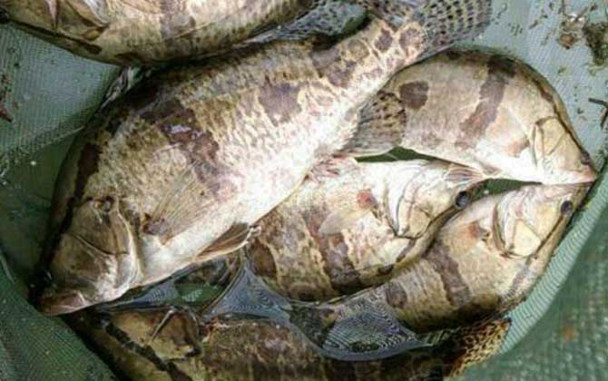 高铁能带活鱼吗