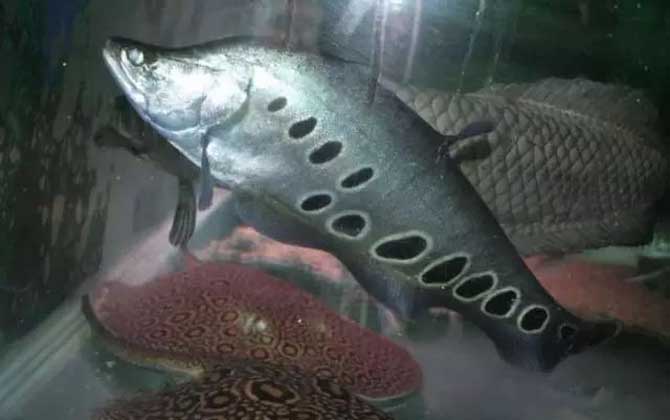 七星刀鱼是什么鱼