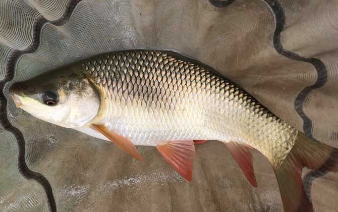 泰鲮鱼和赤眼鳟的区别