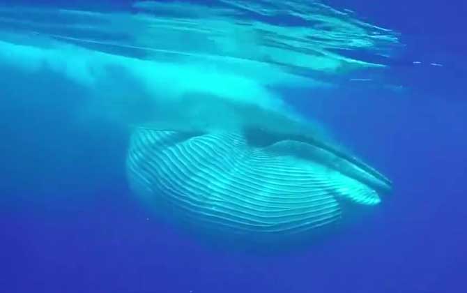 鲸鱼死后为什么会爆炸