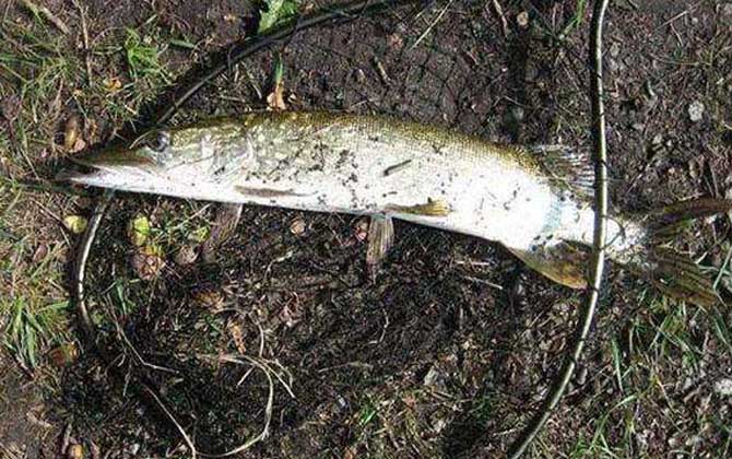 狗鱼是入侵物种吗