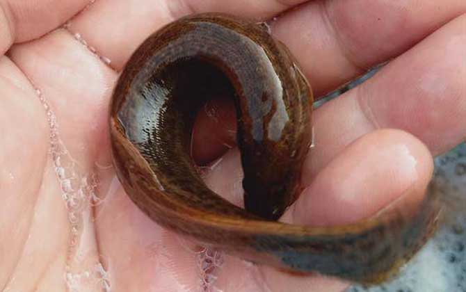 自己抓的泥鳅怎么养