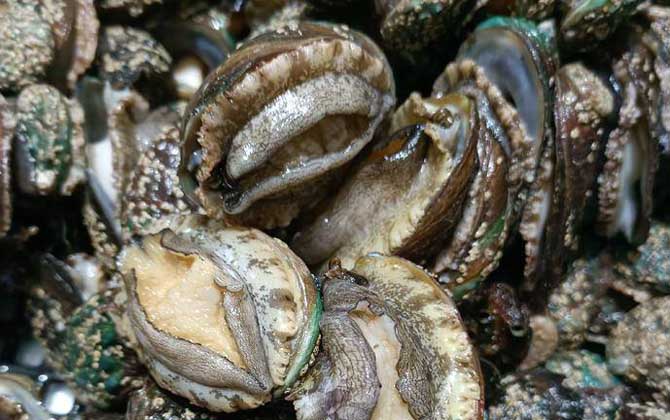 几头鲍鱼才最好