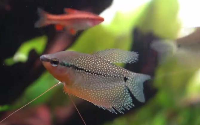 马甲鱼是什么鱼