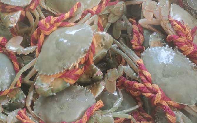 螃蟹六不吃是哪六不吃