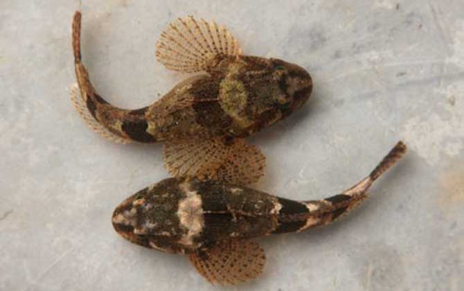 松江鲈鱼是什么鱼