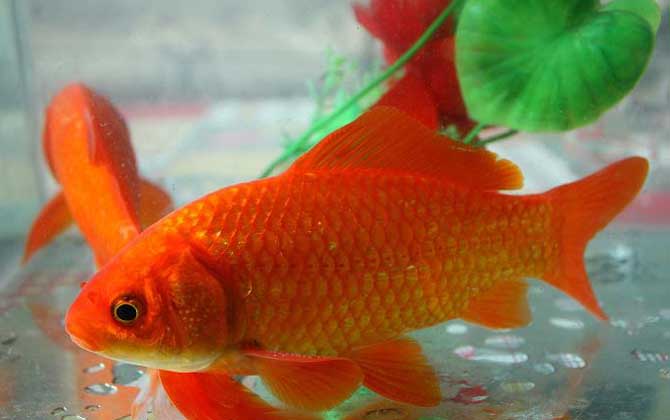 金鲫鱼什么时候产卵