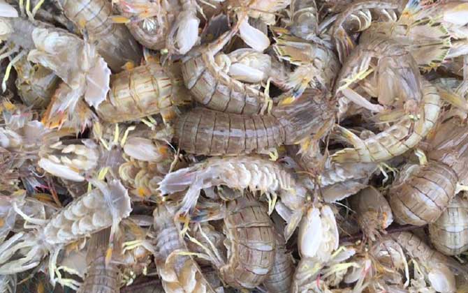 皮皮虾几月份最肥美