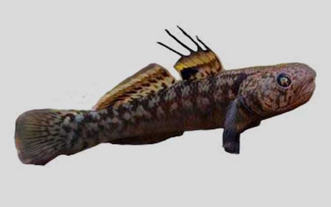 粘皮鲻鰕虎鱼是什么鱼